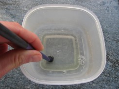 Swirling brush in diluted solution (note the product coming out of the bristles)